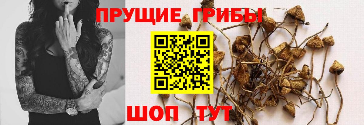 Нижнекамск  Псилоцибиновые грибы мицелий  Вход с VPN 